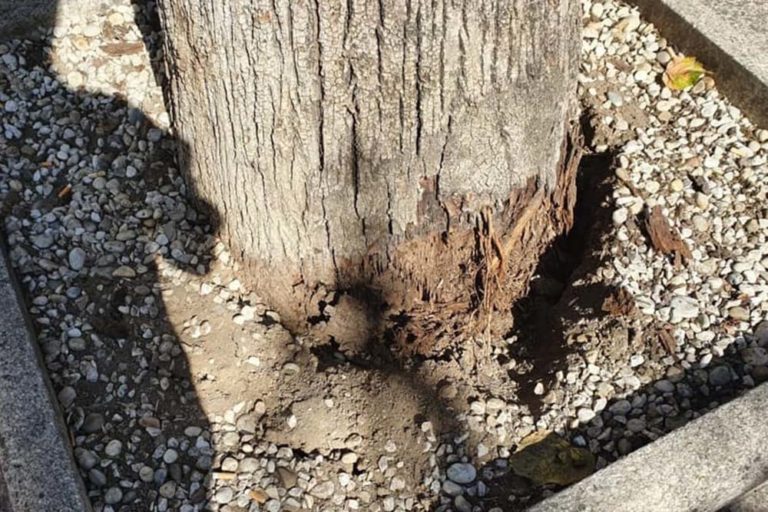 O Porriño tala, de urxencia, dúas árbores do Parque do Cristo