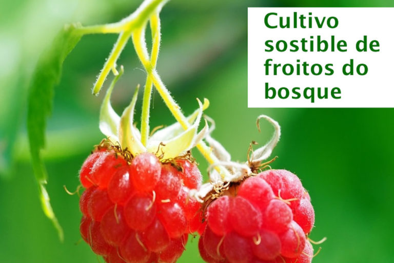 Nigrán acolle, o martes, unha xornada técnica sobre o cultivo de froitos do bosque