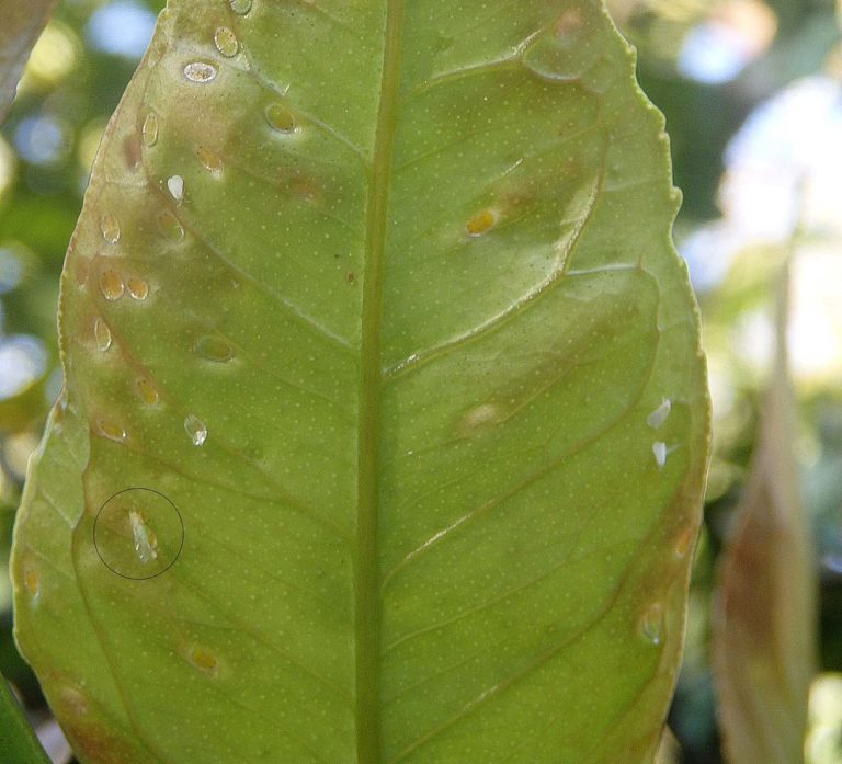 Areeiro segue alertando sobre os patóxenos favorecidos pola humidade en froiteiras e plantas hortícolas