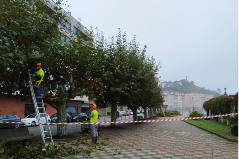 O Concello de Baiona inicia a poda de árbores