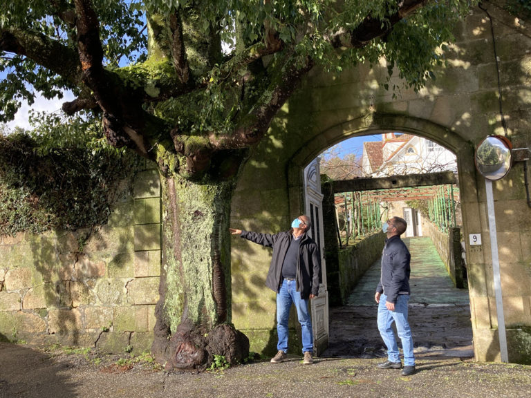 Nigrán incorporará as súas dúas primeiras especies ao catálogo de ‘Árbores senlleiras de Galicia’ para outorgarlles máxima protección