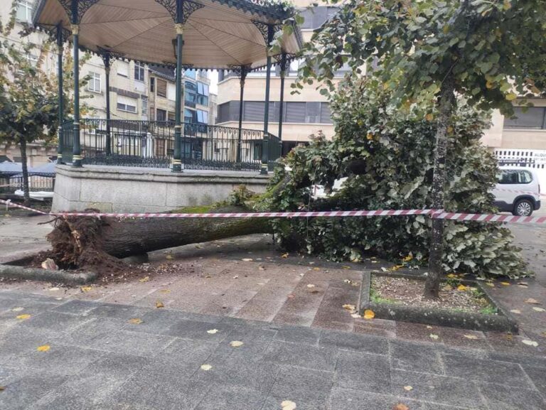 Unha praga de fungos ataca as árbores de O Porriño