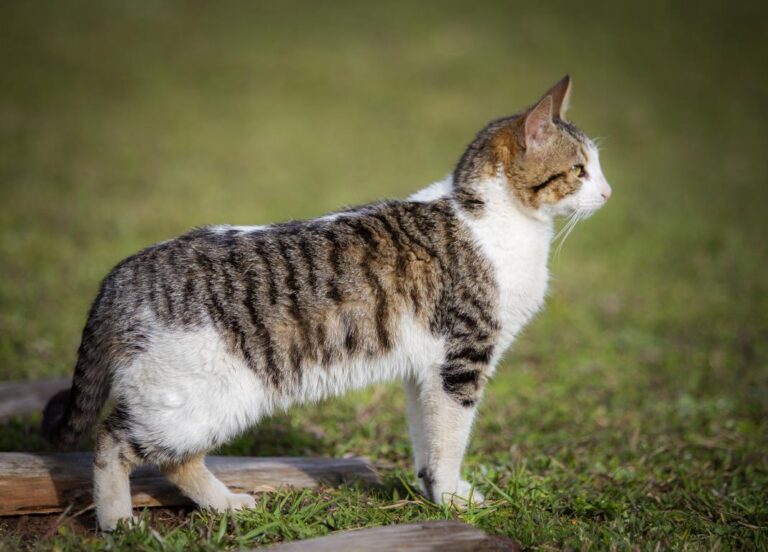 Un xulgado inhabilita durante oito meses a unha muller para ter animais por envelenar á gata da súa veciña de Salceda de Caselas