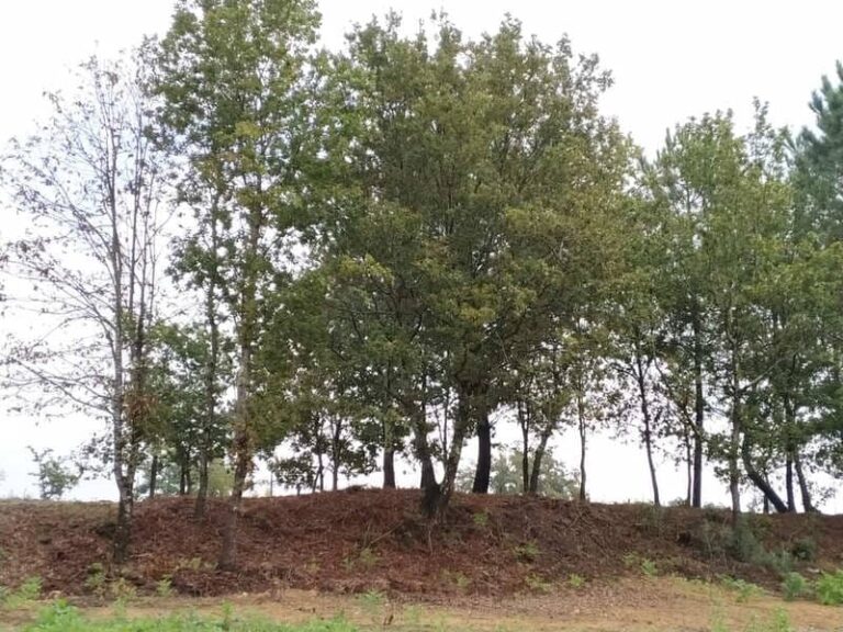 Tomiño celebra os días do bosque e da árbore entregando plantas forestais autóctonas