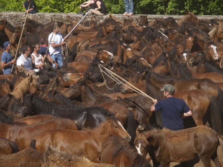 Este domingo, curro das moscas en Torroña