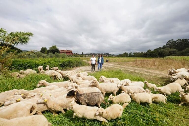 A Xunta contratará coidadores de gando como medida de prevención ante os ataques do lobo