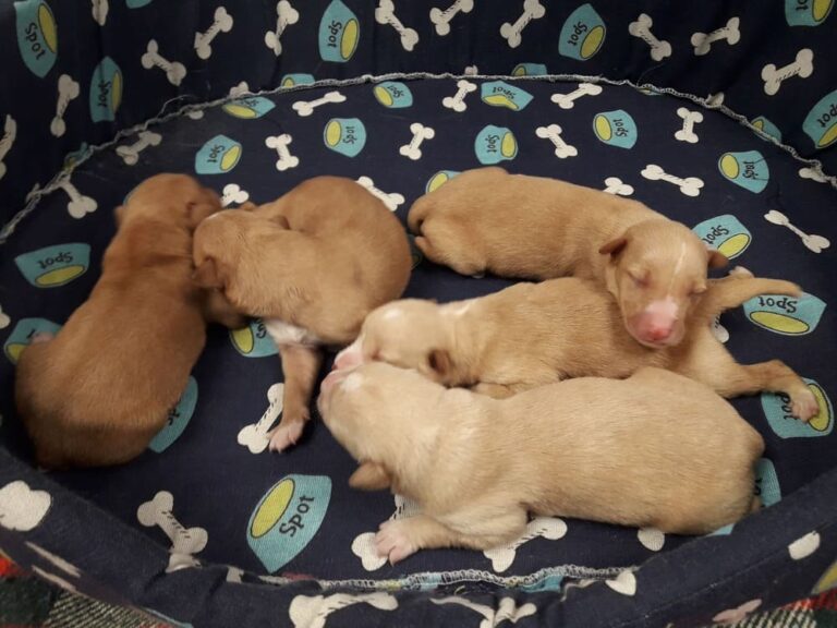 O CAAN rescata 5 cachorros que foron arroxados nunha bolsa atada a un colector na Cañiza