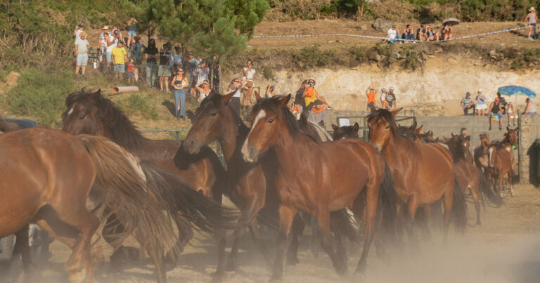 A Cañiza celebra con éxito o Curro do Pedroso co futuro asegurado